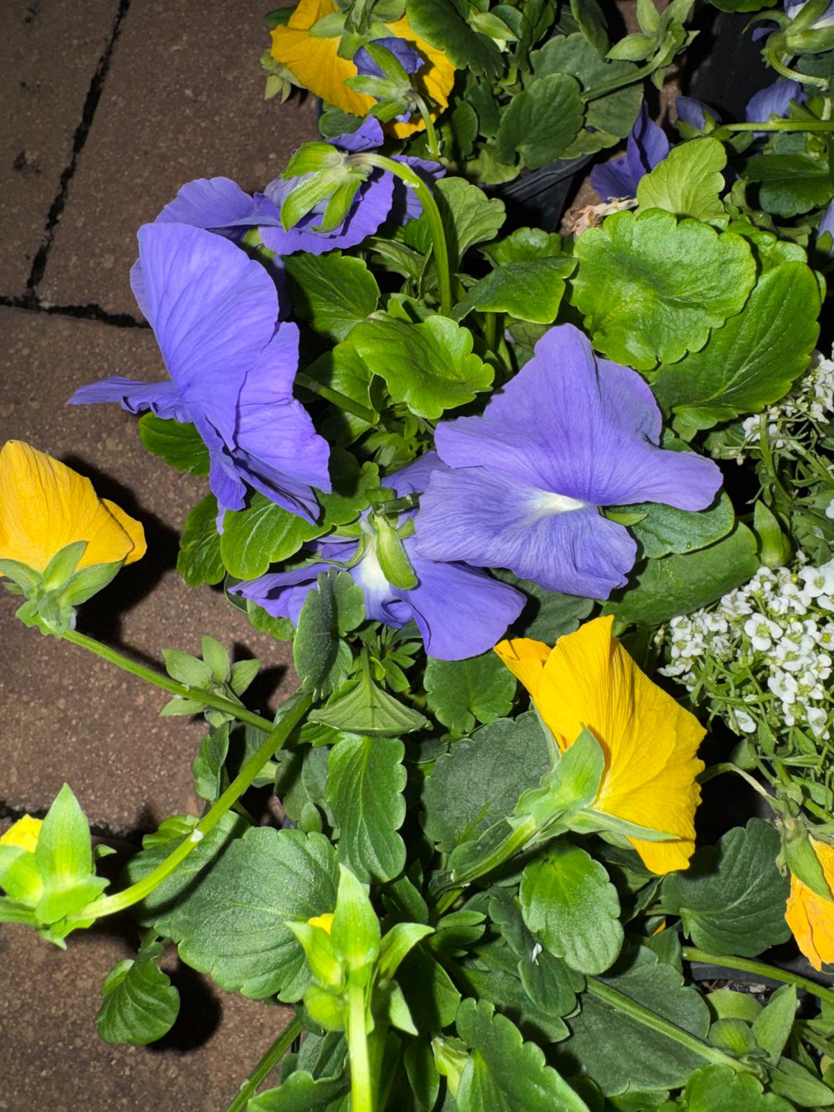 Photography by Miriana - January 12, 2026